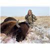 Image 5 : Wyoming Bison Hunt