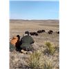 Image 6 : Wyoming Bison Hunt