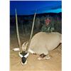 Image 8 : 3-Day New Mexico Oryx Hunt for 2 Hunters (1 Trophy Oryx Bull and 1 Trophy Oryx Cow)