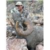 Image 1 : Mexico Desert Bighorn Sheep Hunt Tiburon Island for (1 Hunter)