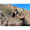 Image 2 : Mexico Desert Bighorn Sheep Hunt Tiburon Island for (1 Hunter)