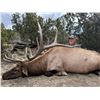 Image 1 : 13-Day Elk Hunt for One (1) Hunter on the Acoma Pueblo