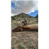 Image 2 : 13-Day Elk Hunt for One (1) Hunter on the Acoma Pueblo