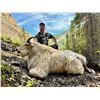Image 4 : 2027 10-Day Mountain Goat Hunt with Full Curl Stone Outfitters, BC