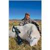 Image 1 : 2026 Utah Statewide Mountain Goat Conservation Permit