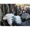 Image 2 : 2026 Utah Statewide Mountain Goat Conservation Permit