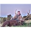 Image 1 : 5-Day Sika Stag Hunt in New Zealand for Two (2) Hunters
