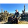 Image 2 : 5-Day Sika Stag Hunt in New Zealand for Two (2) Hunters