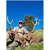 Image 3 : 5-Day Sika Stag Hunt in New Zealand for Two (2) Hunters