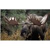 Image 3 : Alberta Minister's Moose License 2026