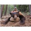 Image 1 : 2026 Utah Statewide Black Bear Conservation Permit - Multi-Season