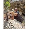Image 2 : 2026 Utah Statewide Black Bear Conservation Permit - Multi-Season