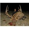 Image 10 : 7-Day Bull Elk Hunt for One (1) or Two (2) hunters – 1 Trophy and 1 Management Bull Elk on