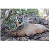 Image 1 : 7-Day Bull Elk Hunt for One (1) or Two (2) hunters – 1 Trophy and 1 Management Bull Elk on