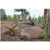 Image 2 : 7-Day Bull Elk Hunt for One (1) or Two (2) hunters – 1 Trophy and 1 Management Bull Elk on