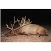 Image 4 : 7-Day Bull Elk Hunt for One (1) or Two (2) hunters – 1 Trophy and 1 Management Bull Elk on