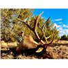Image 9 : 7-Day Bull Elk Hunt for One (1) or Two (2) hunters – 1 Trophy and 1 Management Bull Elk on