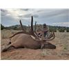 Image 5 : AZ HUALAPAI TRIBE EXCLUSIVE ELK HUNT