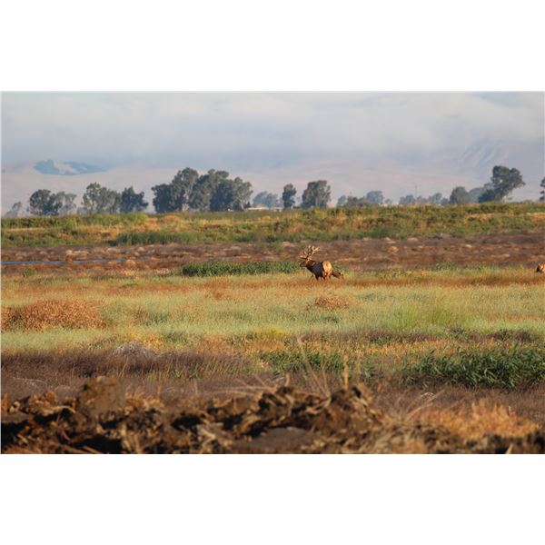 2026 California Grizzly Island Elk