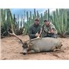 Image 3 : 2026 Sonora Mexico Mule Deer Hunt for 2 Hunters