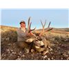 Image 4 : 2026 Utah Diamond Mountain LE Buck Deer Conservation Permit - Multi Season
