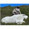 Image 3 : 2026 Alaska Revillagigedo Mountain Goat Permit (SG056)