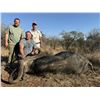 Image 1 : 6-Day Cape Buffalo & Impala Hunt for 2 Hunters (1 Trophy Cape Buffalo and 1 Management Cape Buffalo