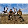 Image 1 : Alberta Minister's Mule Deer Licence 2026