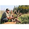 Image 2 : Alberta Minister's Mule Deer Licence 2026