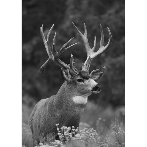 Mule Deer Charcoal Painting