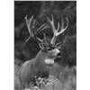 Image 1 : Mule Deer Charcoal Painting