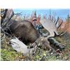 Image 3 : 2027 10 - Day Moose Hunt - Full Curl Stone Outfitters BC