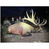 Image 2 : 2026 Utah Statewide Bull Elk Conservation Permit