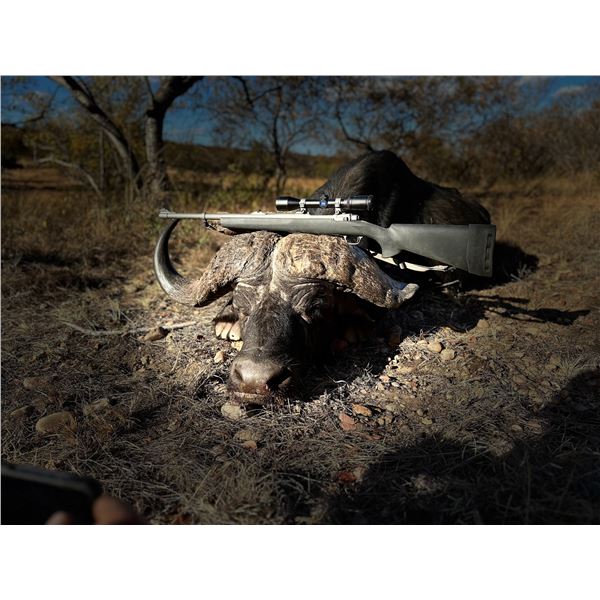 12-Night 2026 South Africa Buffalo Cow Hunt for Two (2) Hunters