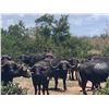 Image 2 : 12-Night 2026 South Africa Buffalo Cow Hunt for Two (2) Hunters