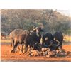 Image 3 : 12-Night 2026 South Africa Buffalo Cow Hunt for Two (2) Hunters