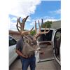Image 3 : AZ HUALAPAI TRIBE TROPHY MULE DEER HUNT