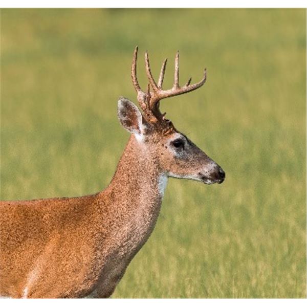 3-day South Florida Grand Slam Hunt Whitetail Deer, Alligator, Turkey, and Hog Hunt for One Hunter (