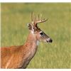 Image 1 : 3-day South Florida Grand Slam Hunt Whitetail Deer, Alligator, Turkey, and Hog Hunt for One Hunter (