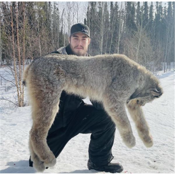 7-day British Columbia Lynx Hunt for One Hunter