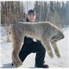 Image 1 : 7-day British Columbia Lynx Hunt for One Hunter