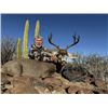 Image 1 : 5-day Mexico Baja Black-tailed Deer Hunt for One Hunter