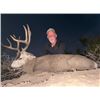 Image 4 : 5-day Mexico Baja Black-tailed Deer Hunt for One Hunter