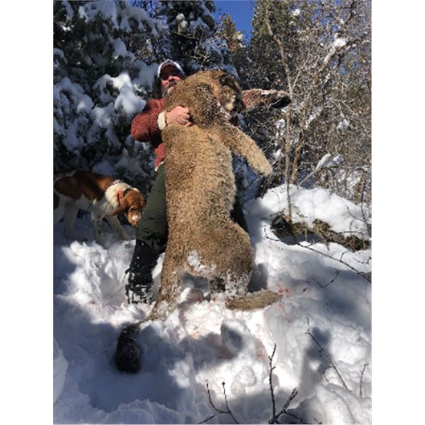 6-day Utah Cougar Hunt for One Hunter