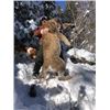 Image 1 : 6-day Utah Cougar Hunt for One Hunter