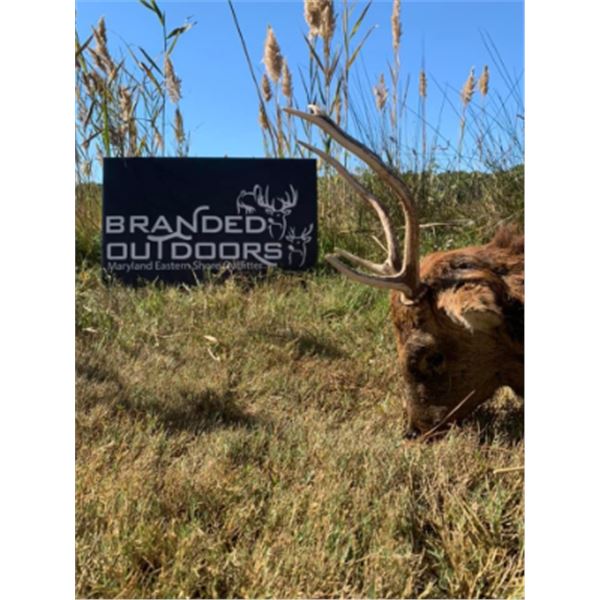 5-day Maryland Sika Deer Hunt for One Hunter and One Non-hunter