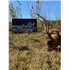 Image 1 : 5-day Maryland Sika Deer Hunt for One Hunter and One Non-hunter