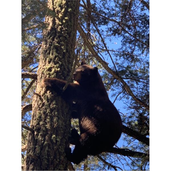 5-day New Mexico Black Bear Hunt for One Hunter