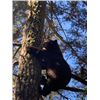 Image 1 : 5-day New Mexico Black Bear Hunt for One Hunter