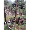 Image 2 : 5-day New Mexico Black Bear Hunt for One Hunter